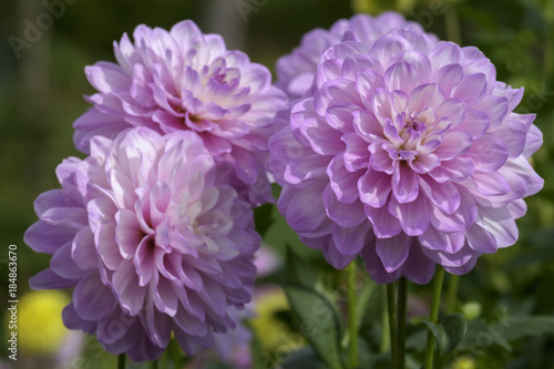 Fototapeta Naklejka Na Ścianę i Meble -  Dahlien (Dahlia)