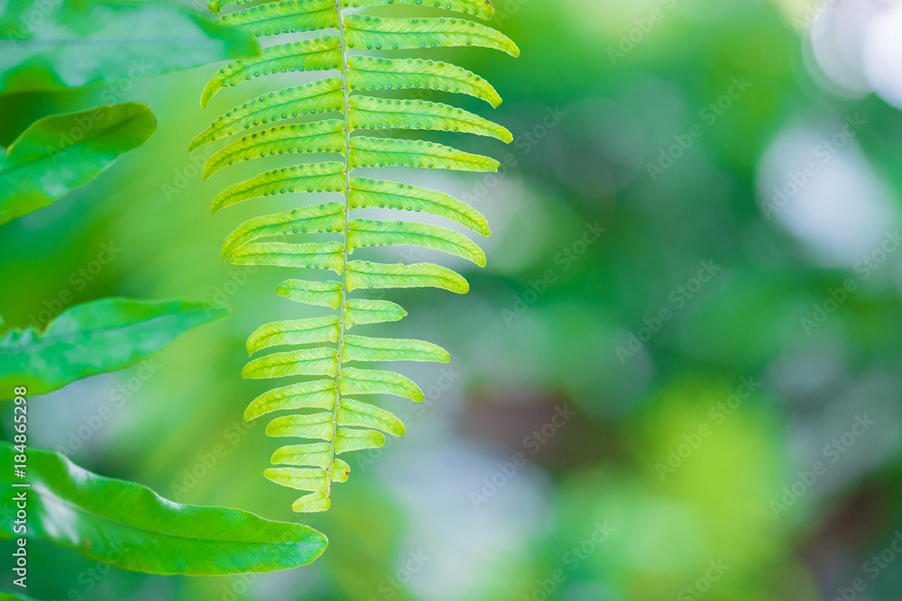 Green leaf on blur green background bokeh. Green leaf on blur green background bokeh.