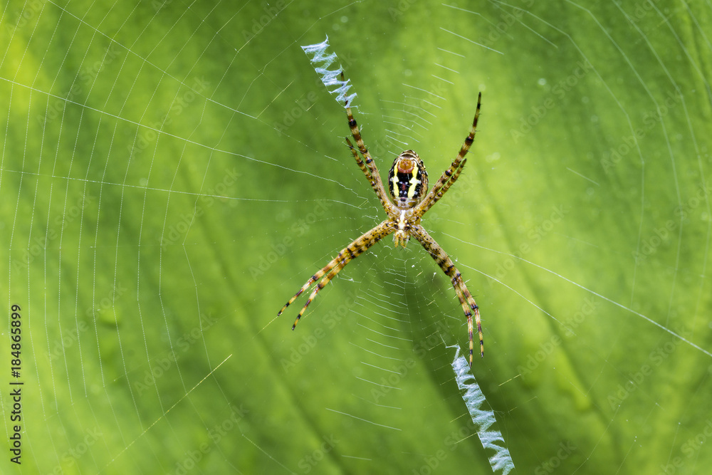 shoot macro pictures of wildlife