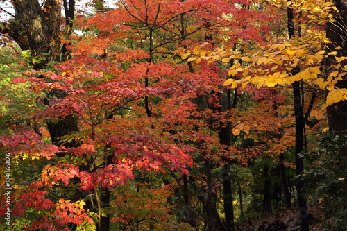 雨上がりの紅葉の森 The fall foliage forest after the rain