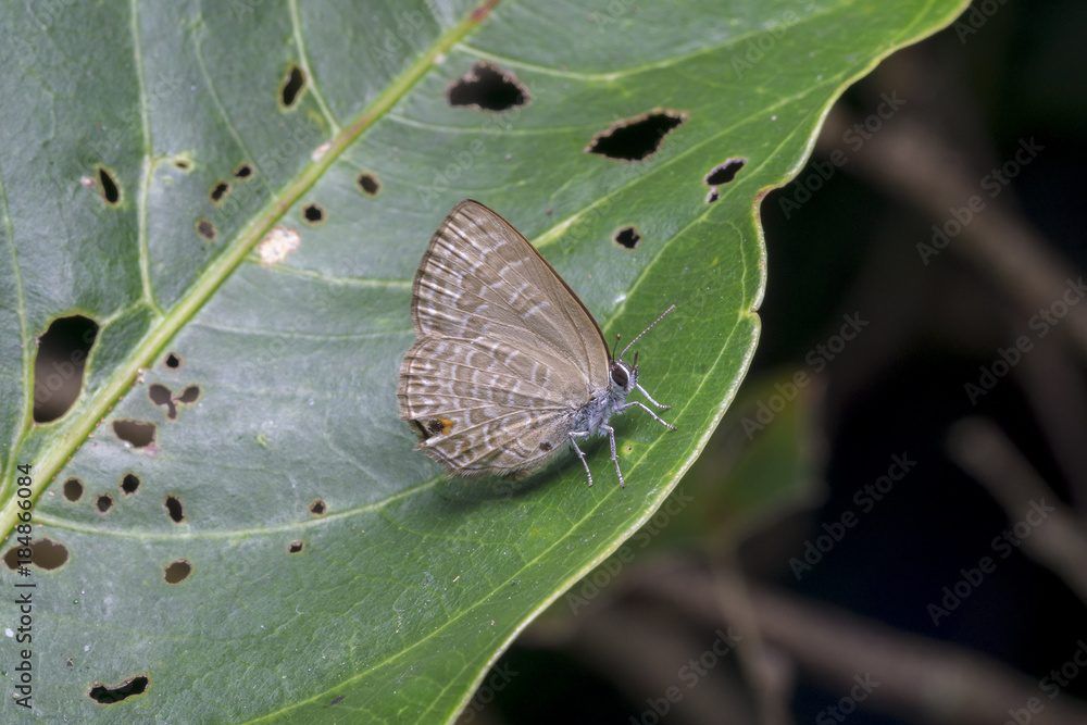 Obraz premium cluseup butterfly