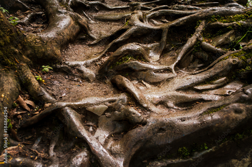 wet tree roots on the ground