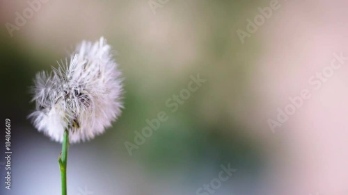 Wallpaper Mural Wind blowing dandelion seeds away, with out of focus green background, macro closeup Torontodigital.ca