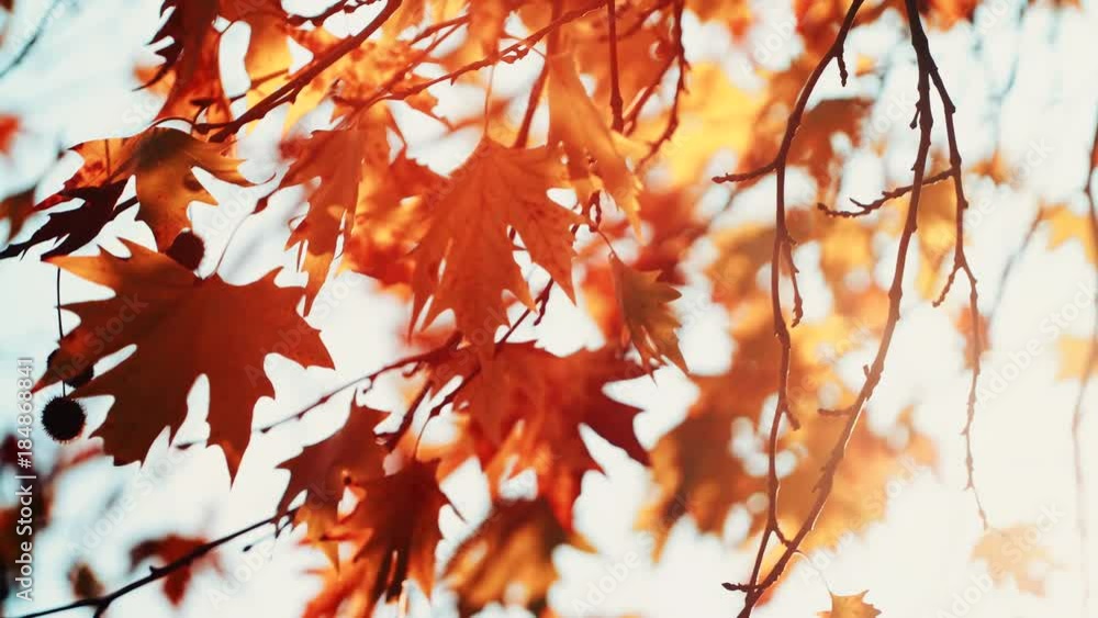 Autumn maple tree leaves against blue sky with sun shining through fall branches blowing in breeze. Nature background Autumn maple tree leaves against blue sky with sun shining through fall branches blowing in breeze. Nature background