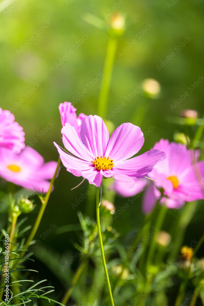 The background image of the colorful flowers The background image of the colorful flowers