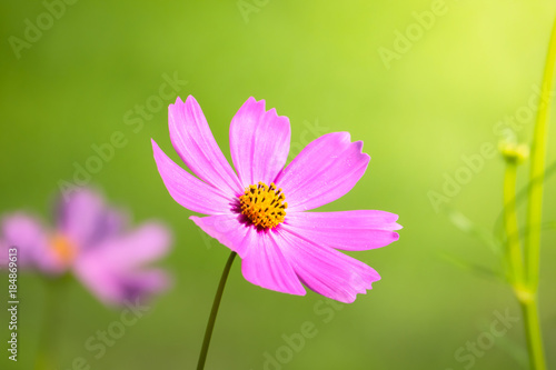The background image of the colorful flowers