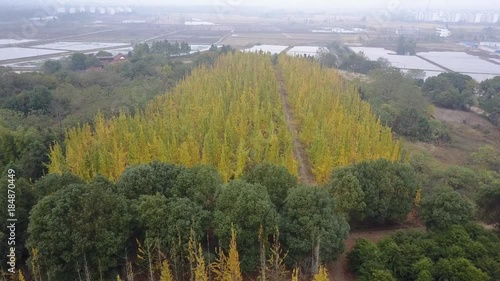 Autumn, yellow ginkgo trees. Aerial video video
Mount Lu scenic area in Jiangxi, China