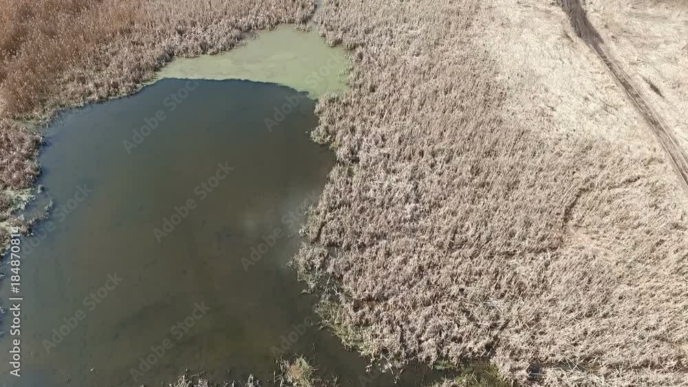 Spring swamp on a sunny day