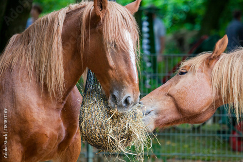Fototapeta Naklejka Na Ścianę i Meble -  brown horse eats a lot of straw