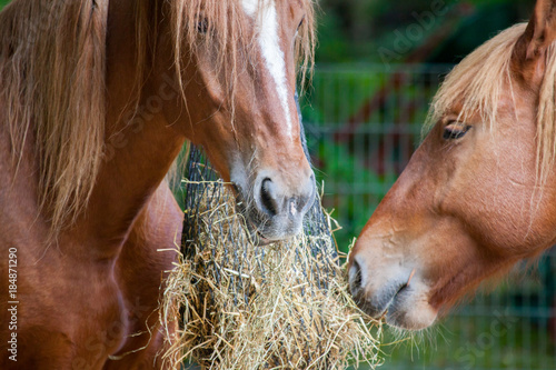 Fototapeta Naklejka Na Ścianę i Meble -  brown horse eats a lot of straw