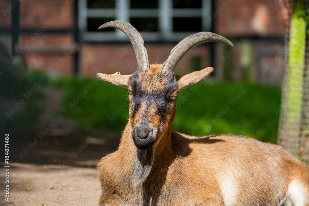 portrait of a german male goat with a long beard portrait of a german male goat with a long beard