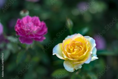 Wallpaper Mural Beautiful roses flowers. Torontodigital.ca