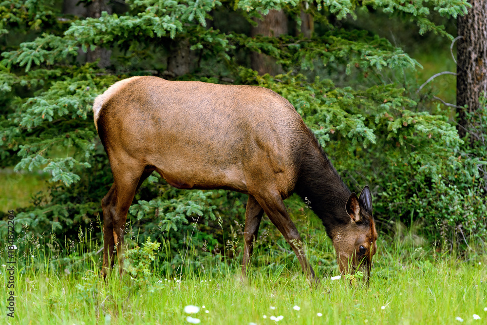 Fototapeta premium Wild Elk or Wapiti (Cervus canadensis) in Banff National Park, Alberta, Canada