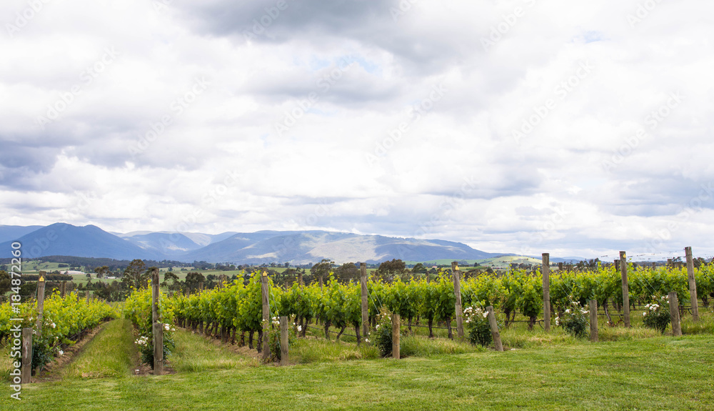 vineyards plantation of grape vines for making wine