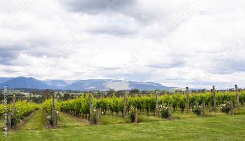 vineyards plantation of grape vines for making wine © recyap