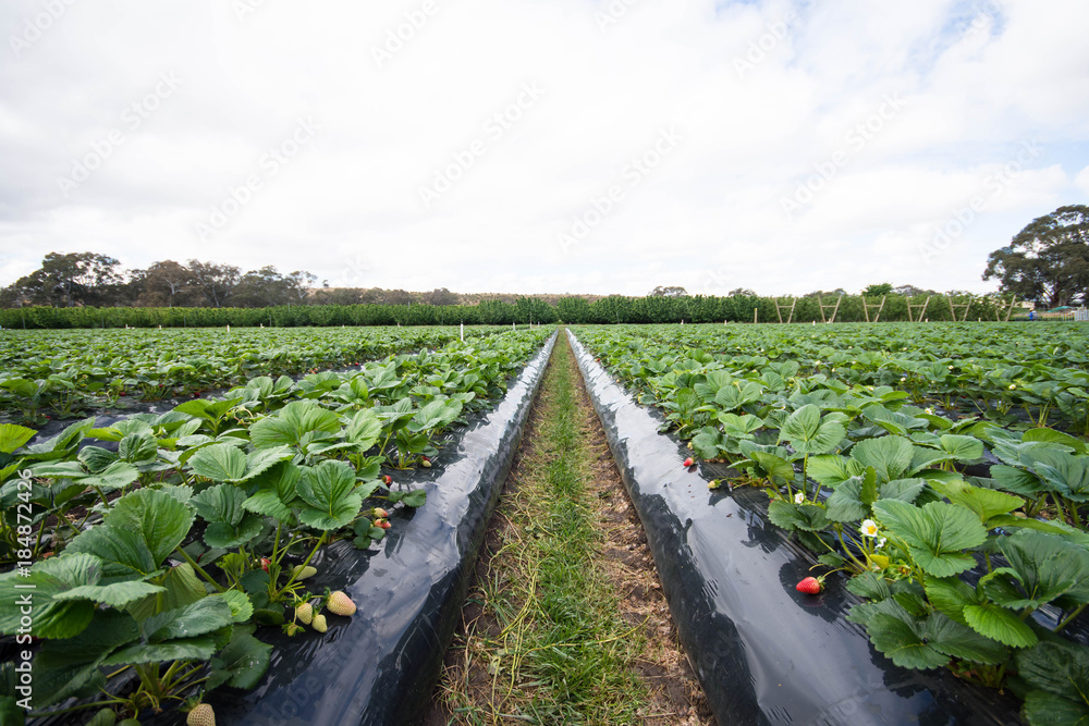Fototapeta premium farming of strawberry that are ready for harvesting