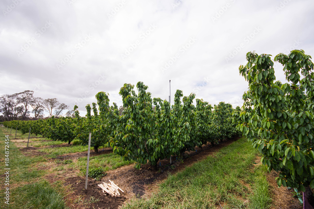 Naklejka premium a farm of cherry trees