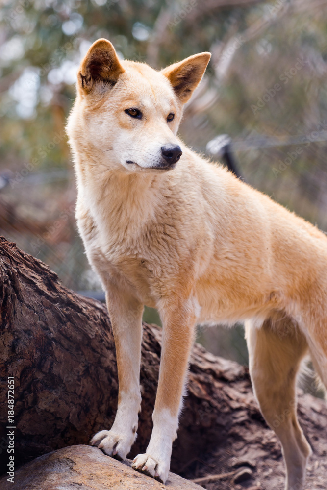 dingo dogs are native dogs in Australia dingo dogs are native dogs in Australia