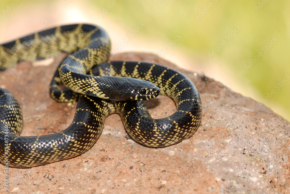 Obraz premium Lampropeltis getula Splendid