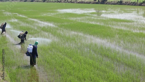 group of farmer spraying pesticide in paddy field.