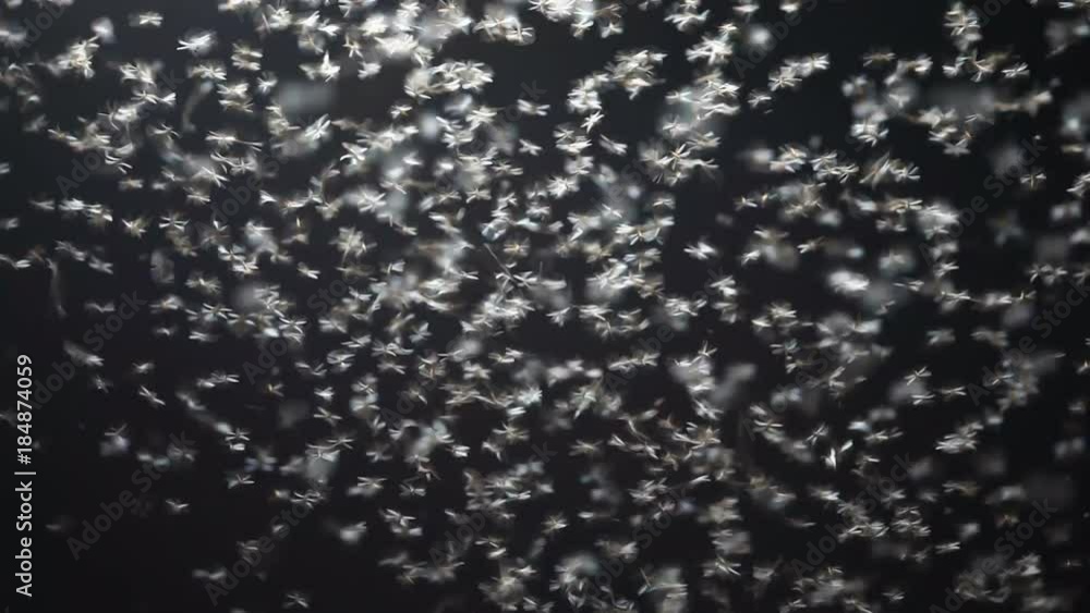 flying termite at night background