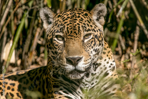 Fototapeta Naklejka Na Ścianę i Meble -  Alert Jaguar