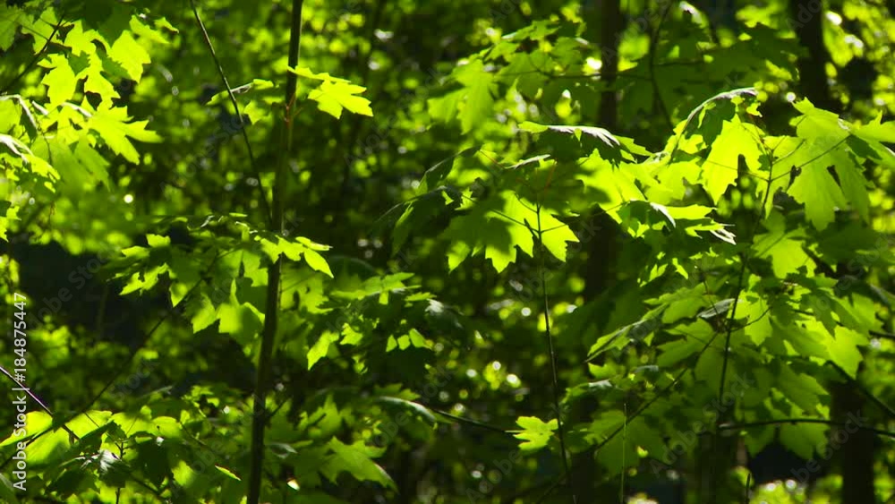 Greenery in redwood forest Greenery in redwood forest
