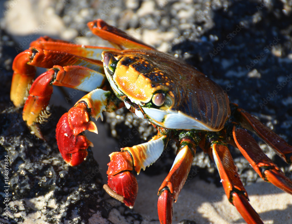 Red  crab on beach