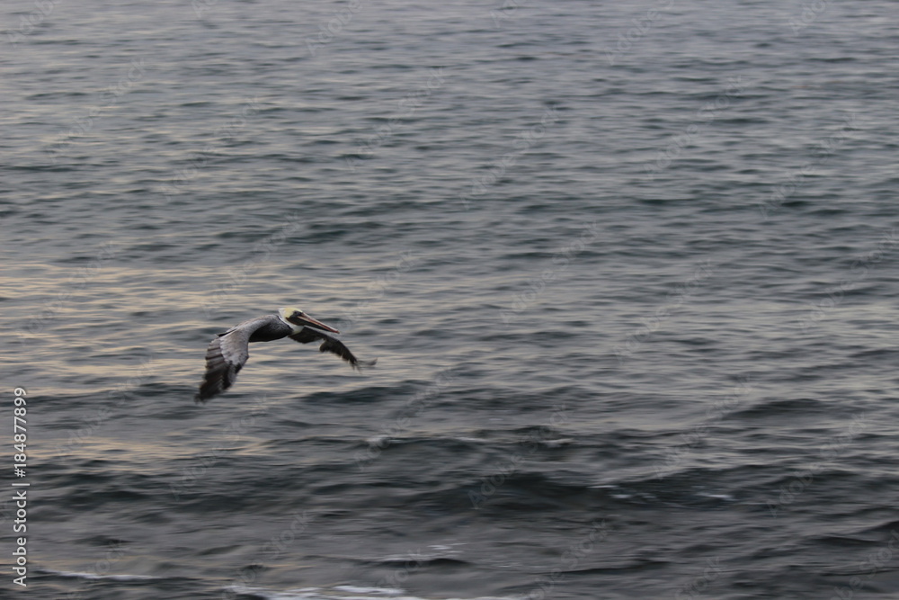 Flying Pelican Flying Pelican