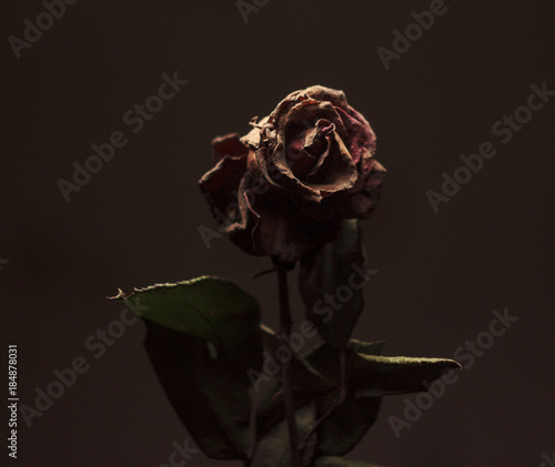 withered rose flower