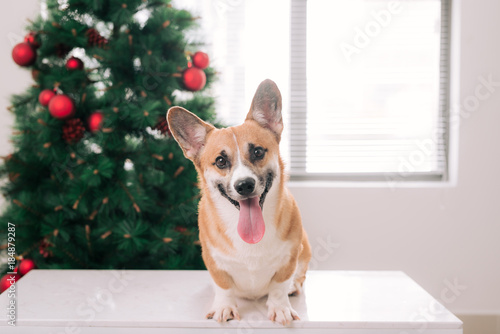 Pembroke corgi in a house decorated with a Christmas tree. Happy Holiday and Christmas Eve