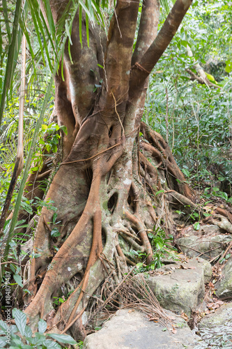 Texture of the roots of tropical trees
