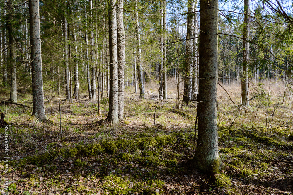 lonely tree trunks in forest in summer lonely tree trunks in forest in summer