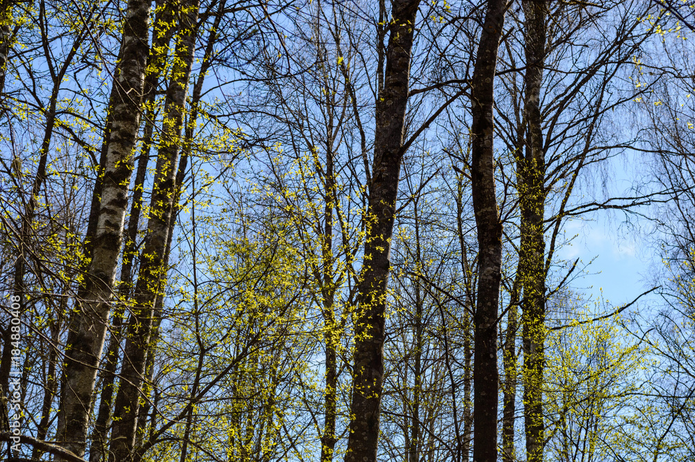 Obraz premium tree trunk textures in natural environment