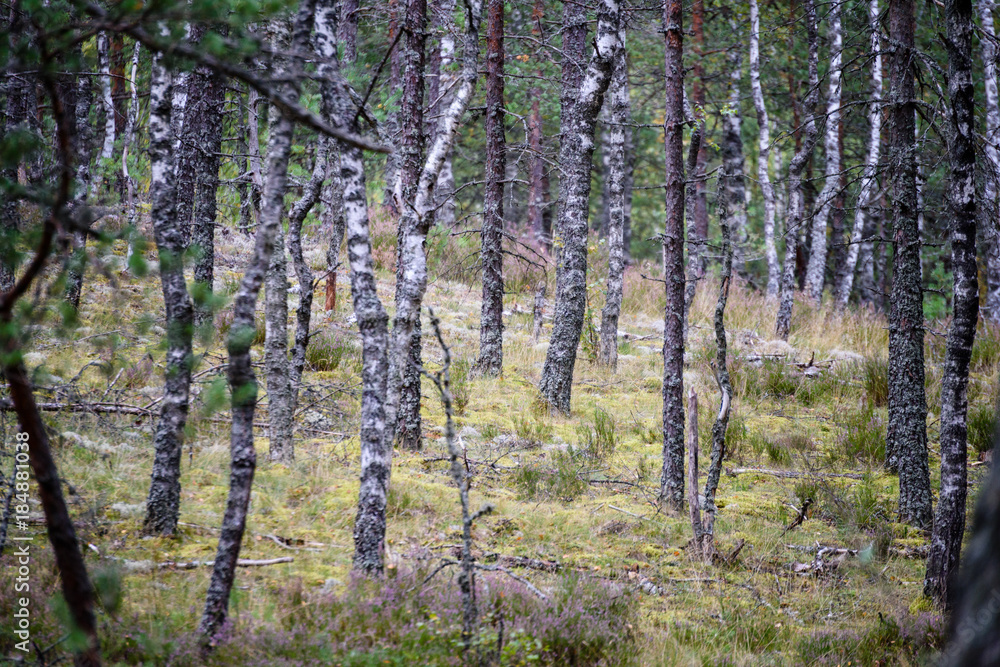 tree trunk textures in natural environment tree trunk textures in natural environment