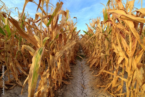 Rows of corn stalks under blue skies.