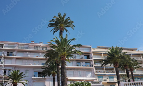 Palmier devant un immeuble de vacances à la mer.