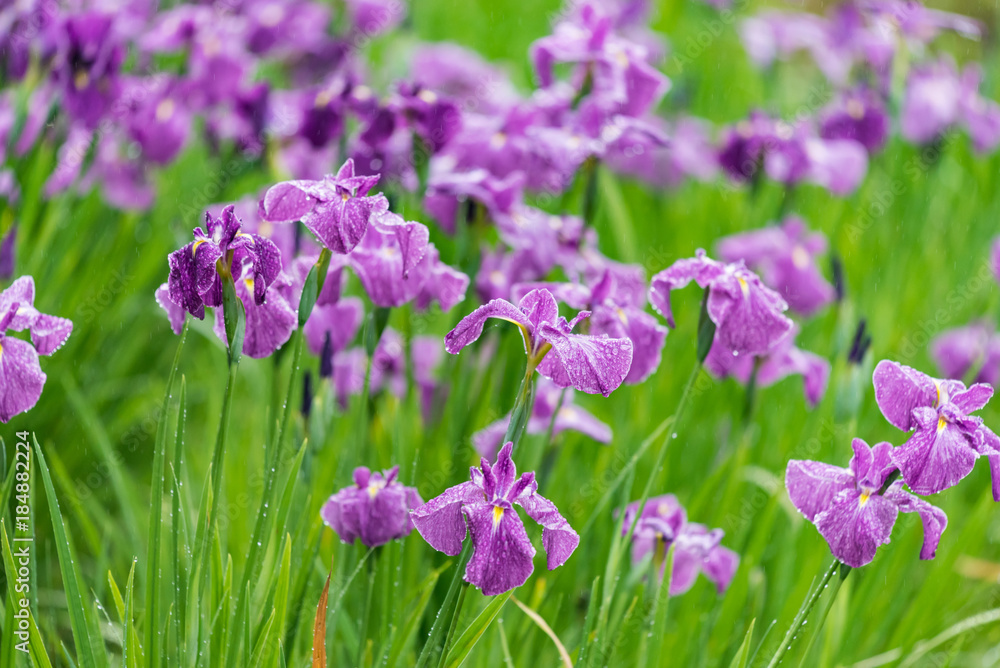 雨に濡れた菖蒲の花
