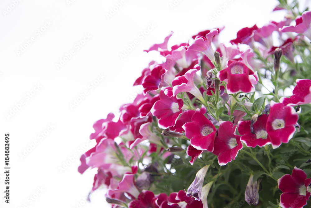 Colorful flowers on a white background.