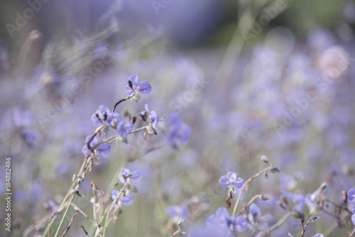 Purple flowers field, soft blur background © Thiradech