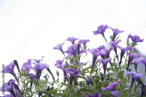 Colorful flowers on a white background.