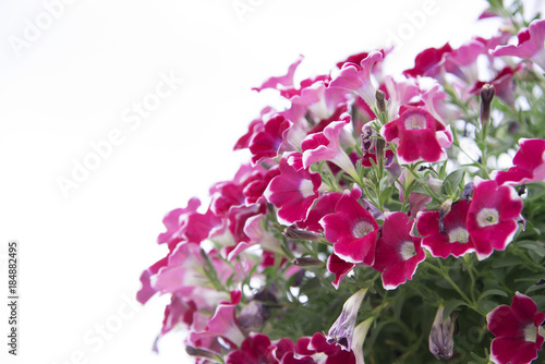 Colorful flowers on a white background.