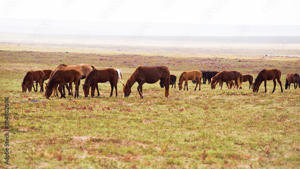 Horses are grazed on a meadow