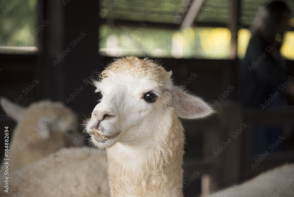 Portrait of cute sheep in herd looking