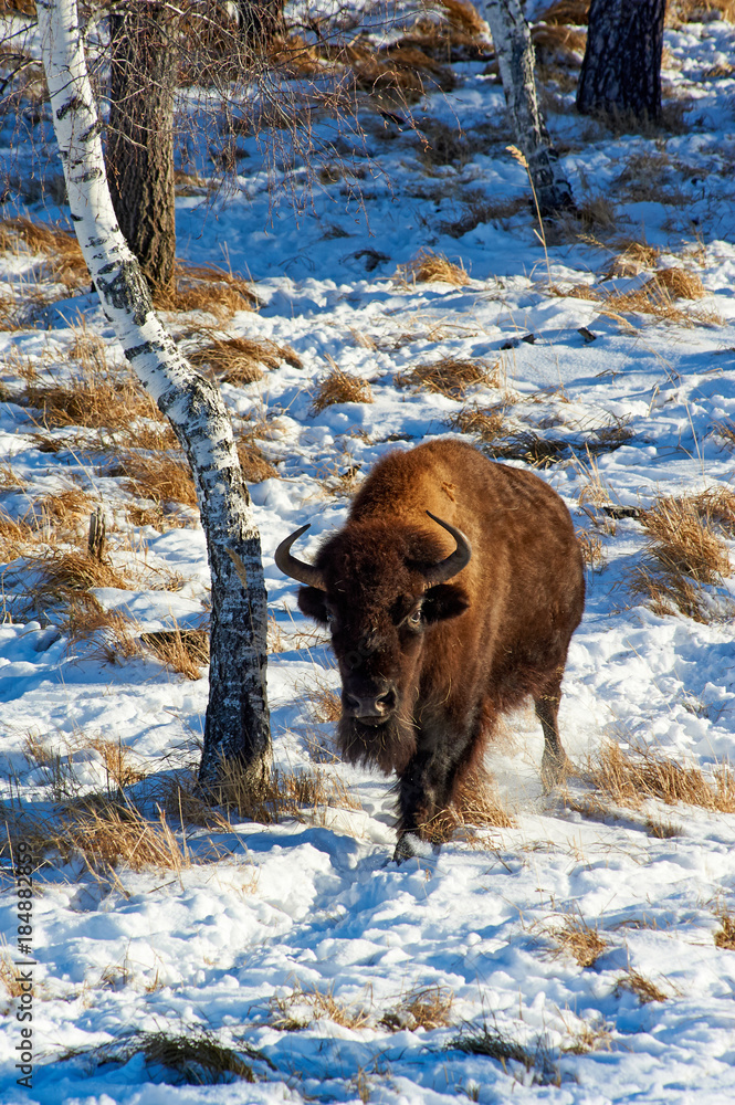 The European bison (Bison bonasus). The European bison (Bison bonasus), also known as wisent or the European wood bison, is a Eurasian species of bison. It is one of two extant species of bison, along The European bison (Bison bonasus). The European bison (Bison bonasus), also known as wisent or the European wood bison, is a Eurasian species of bison. It is one of two extant species of bison, along