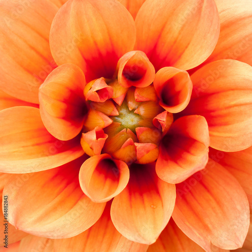 bright and beautiful orange dahlia flower