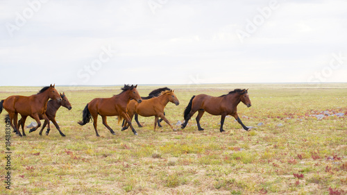 herd of young horses run