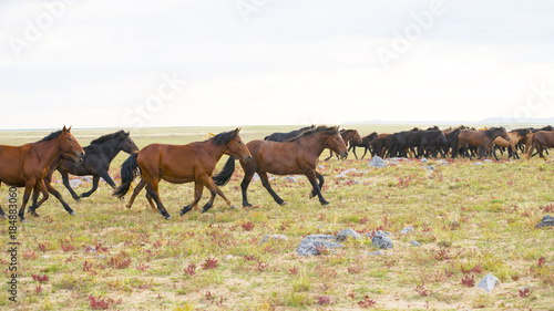 herd of young horses run © photobee
