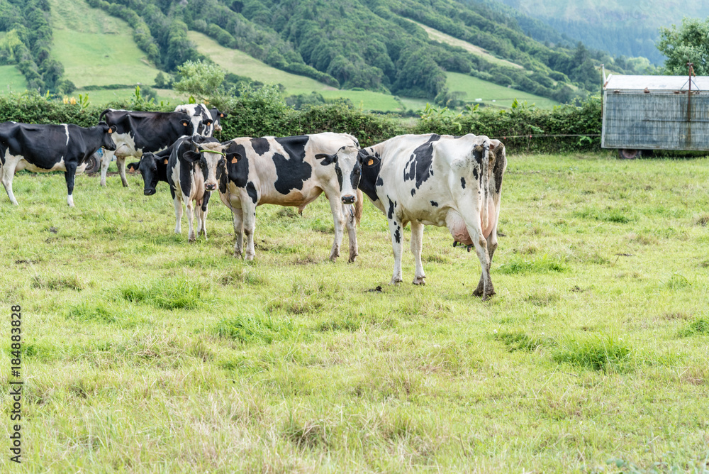 Grazing Cows near Sete Cidades on the island of Sao Miguel in the Azores, Portugal