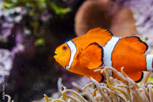 Obraz na płótnie Clownfish